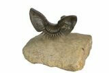 Paralejurus Trilobite Fossil - Flying Preparation #189868-1
